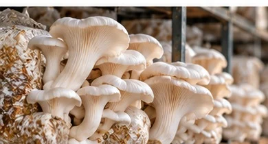 Oyster mushrooms growing in a farm